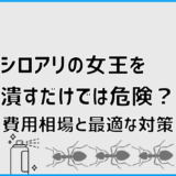 シロアリの女王を潰すだけでは危険？費用相場と最適な対策