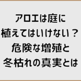 アロエは庭に植えてはいけない？危険な増殖と冬枯れの真実とは
