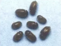 1匹いたら危険なのか放置するリスク