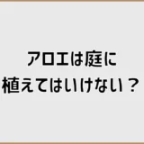 アロエは庭に植えてはいけない？冬と増えすぎで迷う前に