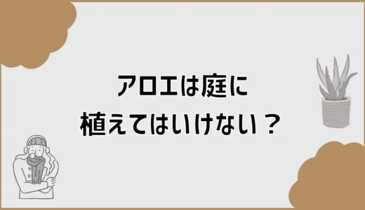 アロエは庭に植えてはいけない？冬と増えすぎで迷う前に